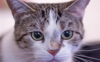 猫瞳孔为什么会变大变小,会因为不同的心情而改变