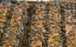 蜜蜂秋繁技术，要及时防治蜂螨