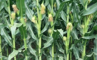 蠡玉232玉米种子简介，中抗灰斑病