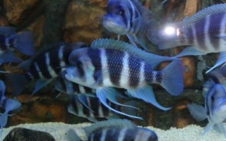 短鼻六间鱼好不好养，比较好养但会欺负小型鱼类