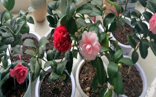 冬季怎么养茶花，应放置在亮一些的位置来养