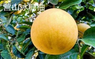 四川省营山县的特产,油豆腐、咂酒、酸辣豆花很有名