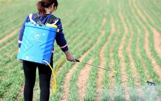 小麦开春除草时间，要在小麦拔节前及早进行