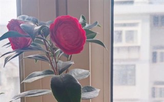 四季茶花好不好养，是比较好养活的花卉