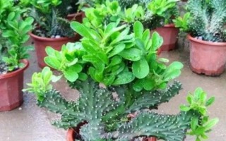 麒麟掌有毒吗，其汁液有毒