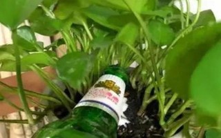 浇花用啤酒好不好，可增加养分并促进光合作用