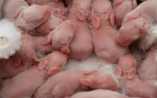 提高兔子繁殖率的方法，关键是要选择合格的种兔