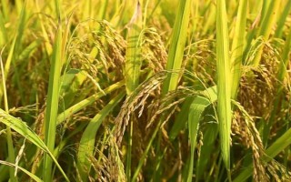 广8优郁香水稻品种的特性,每亩有效穗数18.8万