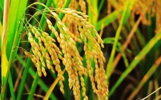 隆晶优4171水稻种简介,稻瘟病重发区注意防治稻瘟病