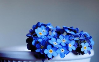 勿忘我的盆栽方法，开花前追施磷钾肥可促进花朵开放