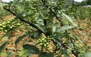 花椒树盆栽方法，用碱水浸种48小时即可播种