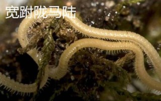 马陆虫有哪些品种,包括约安巨马陆、宽跗陇马陆、土马陆等种类