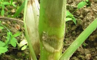 玉米茎腐病的症状，叶片会呈现青枯状