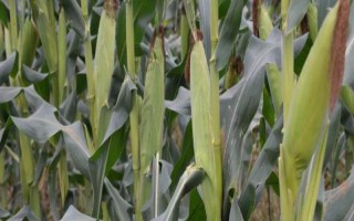 物华玉5号（区试名称：WH1701）玉米种子介绍，大喇叭口期防治玉米螟