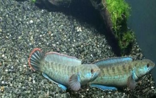 七星鱼的寿命，一般可存活10-15年