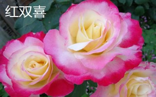 月季花有什么品种，果汁阳台、红双喜、龙沙宝石等品种较常见