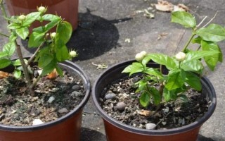 虎头茉莉怎么养殖，生长期间每隔半个月追施一次复合肥