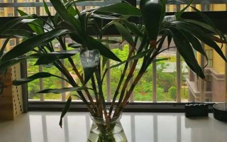 富贵竹叶子发黄的原因，可能是施肥不当或温度过低等导致