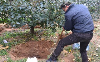 对果树使用未腐熟的有机肥有何害处,容易灼伤根系引发虫害