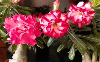 沙漠玫瑰冬天会落叶吗，温度低于10度时会落叶