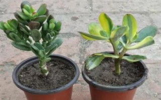 怎么让燕子掌开花，关键是要养在光照充足且温暖的地方