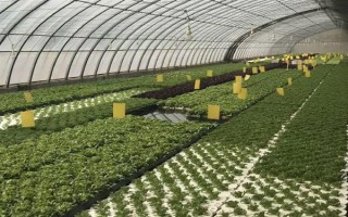 红提的发芽时间,一般为4月份上旬