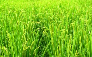 隆两优3248水稻种子介绍，每亩大田用种量0千克左右