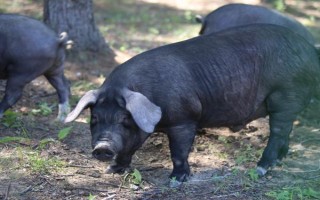 国内常见的猪品种，常见的有东北民猪、八眉猪等