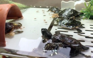 乌龟从冬眠中苏醒后怎么办，检查身体后再清洗并放入水中