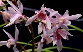 兰花的品种，有蕙兰、春兰、墨兰等