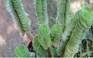 金钱木叶片发黄怎么处理,夏季可转移至半阴环境中养护