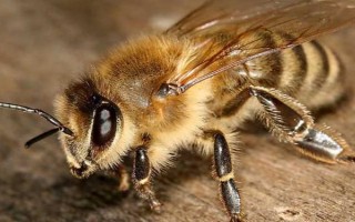 蜜蜂分为哪些蜂，分为蜂王、工蜂和雄蜂