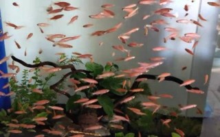 玛丽鱼和灯科鱼可以混养吗，防止和大型鱼类混在一起