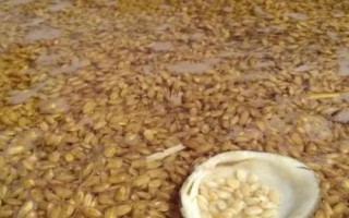 蔬菜可以用什么农药浸种,推荐这十大法宝