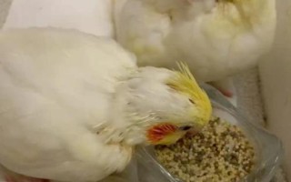 玄凤鹦鹉吃什么下蛋快，可以把小米作为主粮