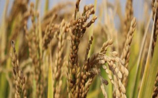 泰优98水稻品种简介,秧田播种量每亩10-15公斤