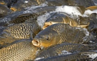 南方人是否真的不吃鲤鱼，江南一带通常不会食用