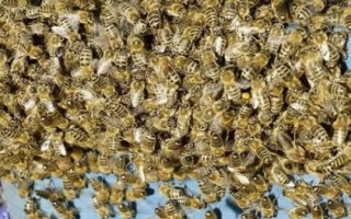 广东蜜蜂何时开始秋繁，时间集中在大流蜜期