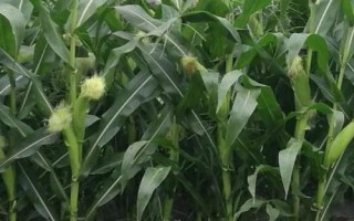 珍谷188玉米品种简介,每亩用15公斤尿素
