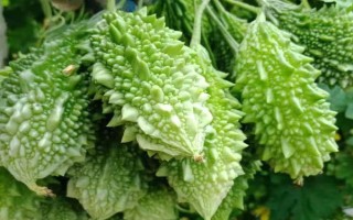 癞瓜的种植方法，播种前先对种子进行催芽处理