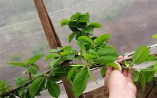 大樱桃怎么二次摘心，在首次采摘樱桃之后的半个月进行