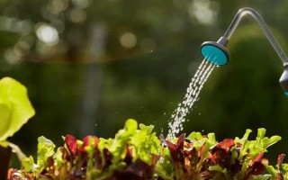 家庭大型盆栽常绿植物推荐,常见的有千年木、心叶藤和鸭脚木等