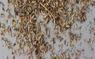 草种子如何种植，首先挑选颗粒饱满、没有受损的草种子