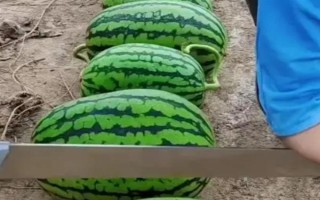 懒汉西瓜如何种植，种植前需浸种
