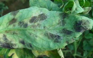 春雷霉素能防治稻瘟病吗，对苗瘟和叶瘟的防治效果都不错