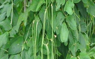 豆角歇伏的原因，高温、干旱多雨等都会导致