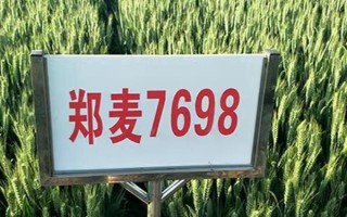 高产小麦品种有哪些,有烟农999、谷神麦19等