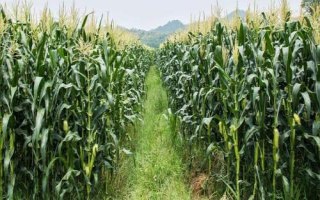 金育717玉米种子特点,品种株型紧凑