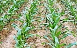 玉米苗几叶移植，进入2.5-3叶期之后便可移栽