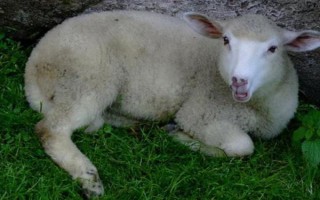 羊不吃食没精神的原因，食物发霉、饲料单一、环境太脏等因素都会导致